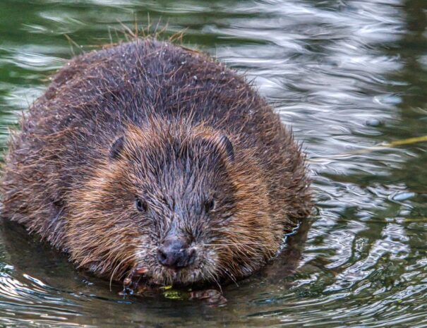 Biber im Wasser des Sees
