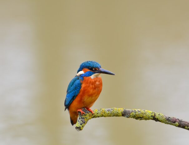 Esivogel sitzt auf einem Zweig am See.