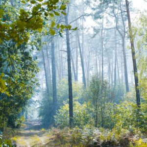 Blick in den Wald des Kurpark bad Düben
